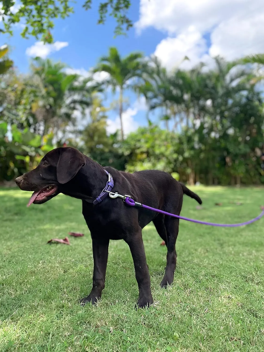 Tuff Pupper Heavy Duty 30 Foot Long Rope Leash for Dogs | Dog Recall Training Lead | High Visibility Strong Climbing Rope Leash | Hand or Waist Worn | Stainless Steel 360 Clips for Tangle Free Use